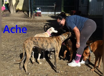 Ache geb. 03/2025 (ESP) - menschenbezogener und verspielter, junger Galgo!