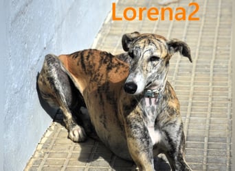 Lorena2 geb. 08/2023 (ESP) - total liebe und verschmuste Galga sucht ihr Glück!