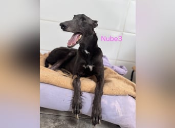 Nube3 geb. 03/2024 (ESP) - dringend Pflegestelle oder Zuhause für liebevolle Galga gesucht!