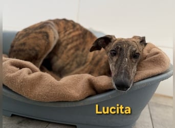 Lucita geb. 03/2022 (ESP) - sanfte und ruhige Galga sucht ihr Körbchen!