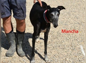 Mancha geb. 06/2019 (ESP) - liebevolle, zärtliche Galga sucht ihre Menschen!
