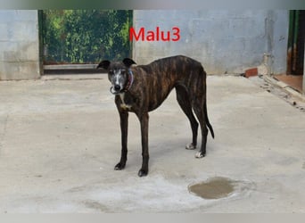 Malu3 geb. 02/2016 (ESP) - liebevolle Galga hat endlich ihr Glück verdient!