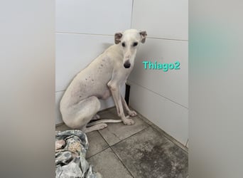 Thaigo2 geb. 03/2024 (ESP) - NOTFALL! erfahrene Hundemenschen gesucht!
