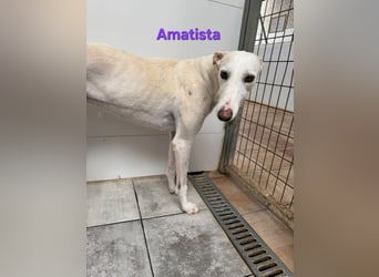 Amatista geb. 02/2019 (ESP) - wunderschöne Traumgalga möchte neu beginnen!