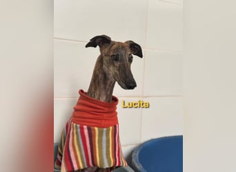 Lucita geb. 03/2022 (ESP) - sanfte und ruhige Galga sucht ihr Körbchen!