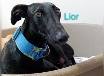 Lior geb. 11/2023 (ESP) - zärtlicher und unterwürfiger Galgo!