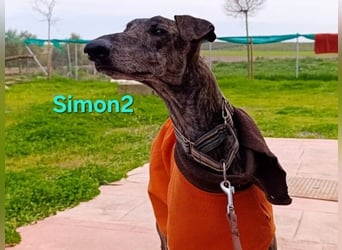 Simon2 geb. 09/2019 (ESP) - unkomplizierter Galgo verdient endlich sein Glück!