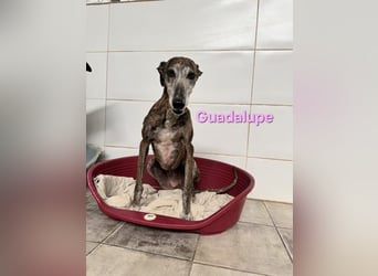 Guadalupe geb. 01/2015 (ESP) - soziale, liebevolle Galga will endlich Liebe kennenlernen!