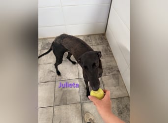 Julieta geb. 05/2024 (ESP) - fröhliche, wunderschöne Galga. Ein echter Sonnenschein!