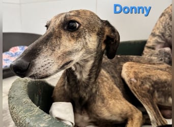 Donny geb. 04/2022 (ESP) - sanfter Galgo der so viel mehr verdient hat!