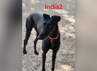 India2 geb. 07/2023 (ESP) - sehr freundliche und soziale, hübsche Galga!