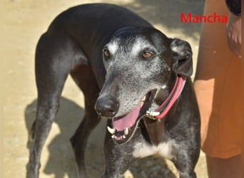 Mancha geb. 06/2019 (ESP) - liebevolle, zärtliche Galga sucht ihre Menschen!