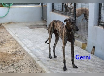 Gerni geb. 05/2025 (ESP) - verschmuster Galgo will wieder lernen zu Vertrauen!