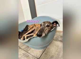 Sidney2 geb. 04/2019 (ESP) - menschenbezogene Galga sucht ihr Für-immer-Körbchen!