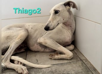 Thaigo2 geb. 03/2024 (ESP) - NOTFALL! erfahrene Hundemenschen gesucht!