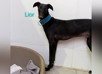 Lior geb. 11/2023 (ESP) - zärtlicher und unterwürfiger Galgo!