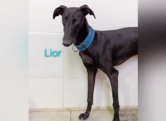 Lior geb. 11/2023 (ESP) - zärtlicher und unterwürfiger Galgo!