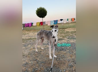 Griffith geb. 01/2021 (ESP) - ein ganz besonderer Galgo sucht seine Menschen!