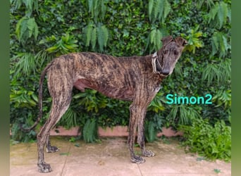 Simon2 geb. 09/2019 (ESP) - unkomplizierter Galgo verdient endlich sein Glück!
