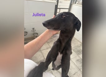 Julieta geb. 05/2024 (ESP) - fröhliche, wunderschöne Galga. Ein echter Sonnenschein!