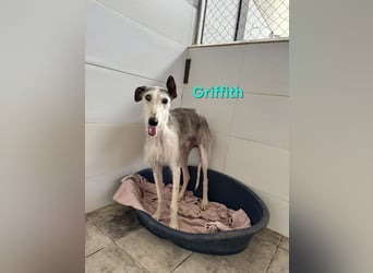 Griffith geb. 01/2021 (ESP) - ein ganz besonderer Galgo sucht seine Menschen!