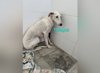 Thaigo2 geb. 03/2024 (ESP) - NOTFALL! erfahrene Hundemenschen gesucht!