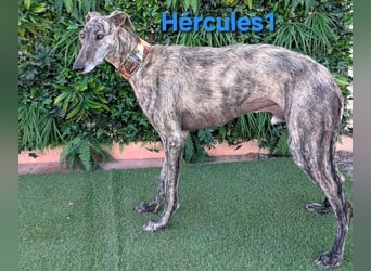 Hércules1 geb. 12/2021 (in Deutschland) - zärtlicher, ruhiger und sensibler Galgo!