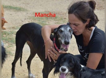 Mancha geb. 06/2019 (ESP) - liebevolle, zärtliche Galga sucht ihre Menschen!