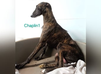 Chaplin1 geb. 01/2023 (ESP) - ruhiger und anhänglicher, sanfter Galgo!