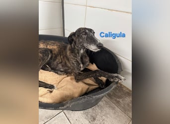 Caligula geb. 12/2020 (ESP) - eleganter, ganz besonderer Galgo!