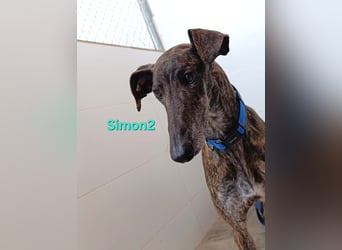 Simon2 geb. 09/2019 (ESP) - unkomplizierter Galgo verdient endlich sein Glück!