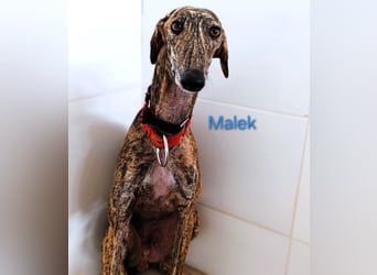 Malek geb. 03/2024 (ESP) - sozialer, ruhiger und zurückhaltender Galgo!