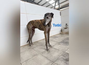 Totki geb. 06/2023 (ESP) - sanfter, feinfühliger Galgo der Herzen leise berührt!