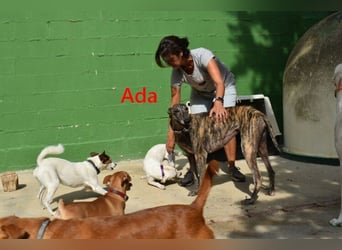 Ada geb. 07/2024 (ESP) - menschenbezogene, sanfte Galga!