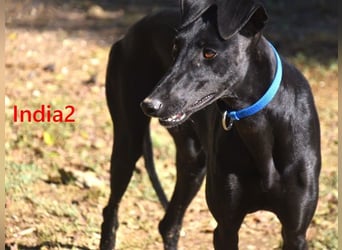 India2 geb. 07/2023 (ESP) - sehr freundliche und soziale, hübsche Galga!