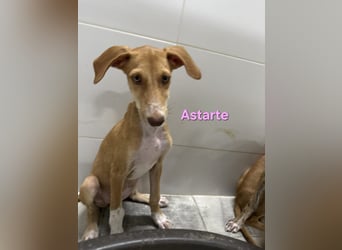 Astarte geb. 06/2026 (ESP) - wunderschönes Galgomädchen sucht ihre Familie!