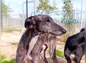 Keiko geb. 07/2020 (ESP) - liebevoller Galgomann sucht seine Familie!