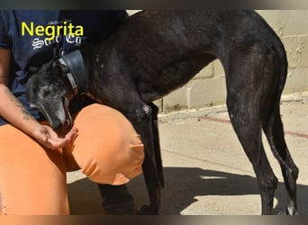 Negrita geb. 09/2022 (ESP) - edle und menschenbezogene Galga, eine treue Seele!