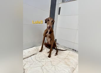 Lula3 geb. 11/2021 (ESP) - wunderschöne Galga... ihre Geschichte soll endlich ein Happy End haben!