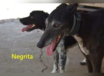 Negrita geb. 09/2022 (ESP) - edle und menschenbezogene Galga, eine treue Seele!