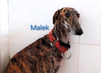 Malek geb. 03/2024 (ESP) - sozialer, ruhiger und zurückhaltender Galgo!