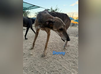 Donny geb. 04/2022 (ESP) - sanfter Galgo der so viel mehr verdient hat!
