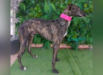 Chaplin1 geb. 01/2023 (ESP) - ruhiger und anhänglicher, sanfter Galgo!