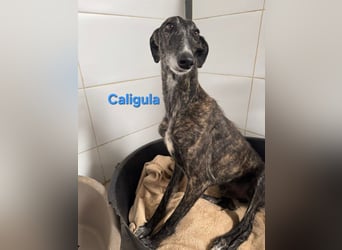 Caligula geb. 12/2020 (ESP) - eleganter, ganz besonderer Galgo!