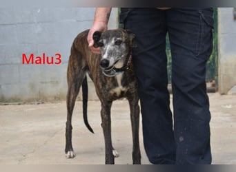 Malu3 geb. 02/2016 (ESP) - liebevolle Galga hat endlich ihr Glück verdient!