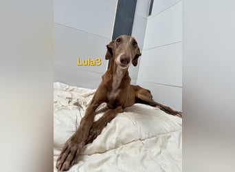 Lula3 geb. 11/2021 (ESP) - wunderschöne Galga... ihre Geschichte soll endlich ein Happy End haben!
