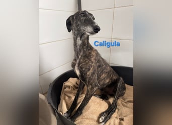 Caligula geb. 12/2020 (ESP) - eleganter, ganz besonderer Galgo!