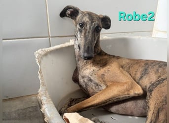 Robe geb. 07/2024 (ESP) - schüchterner Galgo möchte endlich sein Potenzial leben!