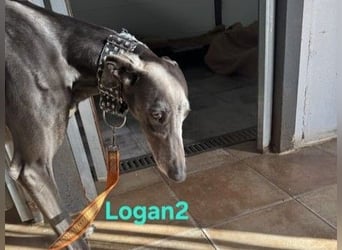 Logan2 geb. 01/2024 (ESP) - ausgeglichener und sozialer Galgo in seltener Farbe!