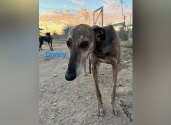 Donny geb. 04/2022 (ESP) - sanfter Galgo der so viel mehr verdient hat!